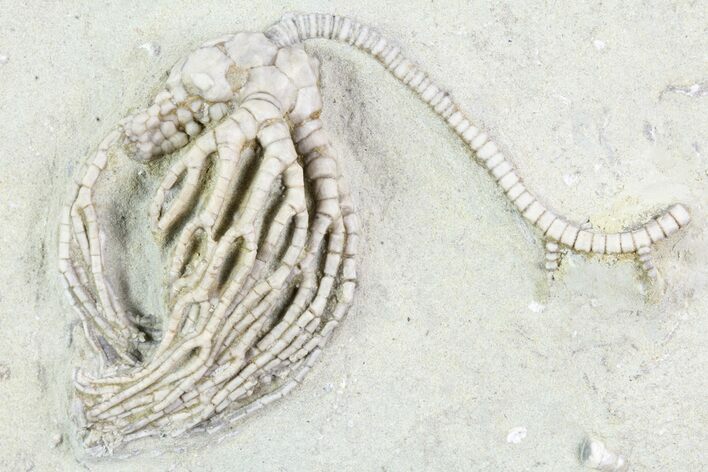 Excellent Crinoid (Cyathocrinus) Fossil - Crawfordsville, Indiana #87976